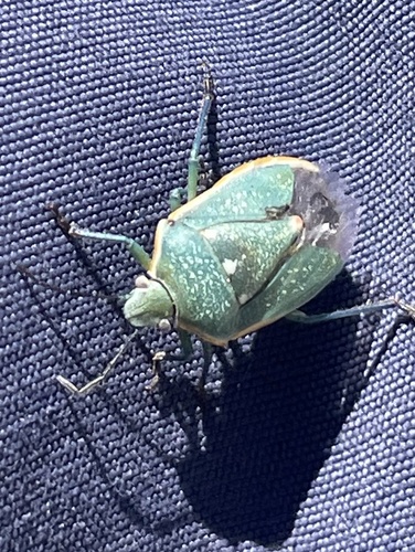iNaturalist observation photo of Say's Stink Bug
