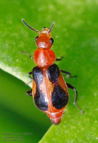 Attalus rufiventris