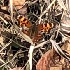 Polygonia faunus