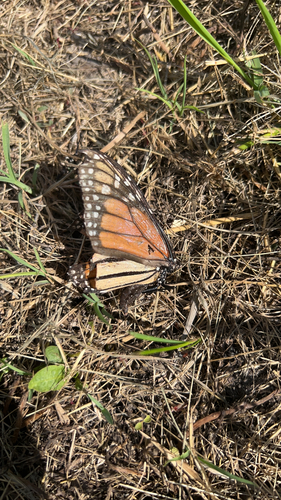 Monarch
