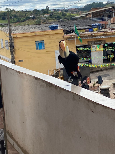 Toco Toucan
