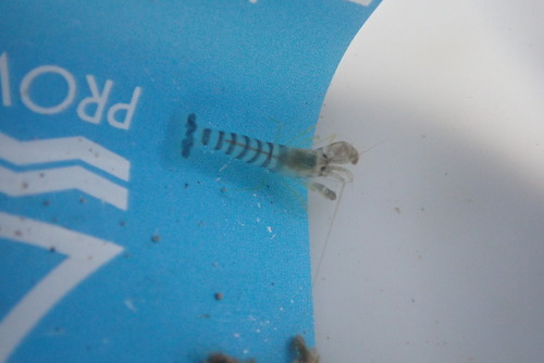 Alpheus parvirostris observed 2026-06-20