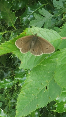 Ringlet
