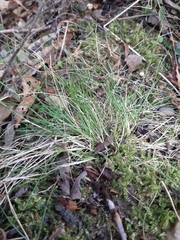 Poa imbecilla