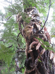 Davallia trichomanoides