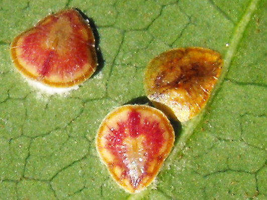 Protopulvinaria