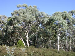 Eucalyptus canobolensis
