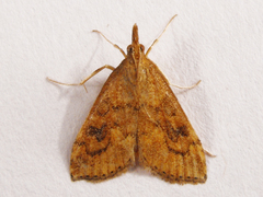 Udea profundalis