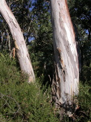 Eucalyptus canobolensis