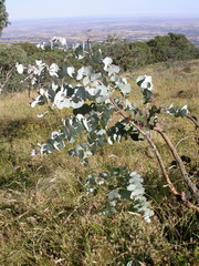 Eucalyptus canobolensis