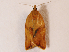 Argyrotaenia franciscana