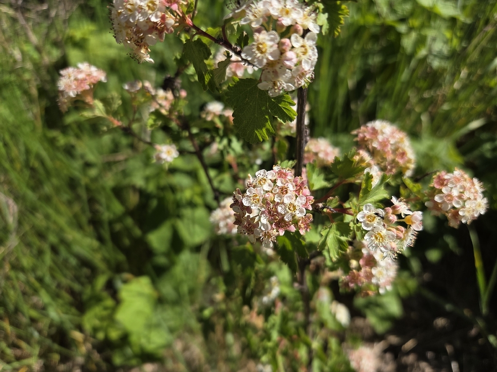 Physocarpus monogynus; photograph author not stated, no rights reserved
