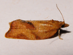 Argyrotaenia franciscana