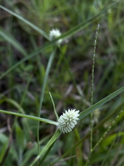 Cyperus sesquiflorus