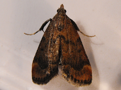 Hypsopygia phoezalis