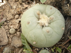 Lophophora diffusa