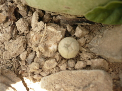 Lophophora diffusa
