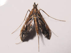 Lineodes elcodes