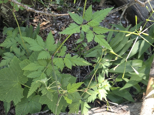 Osmorhiza depauperata, 2026-06-20