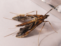 Lineodes elcodes