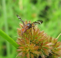 Tritoxa incurva
