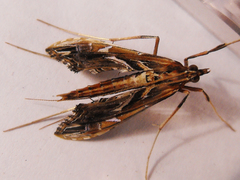 Lineodes elcodes