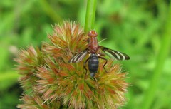 Tritoxa incurva