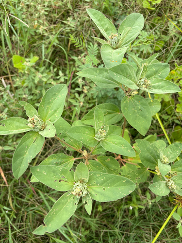 Croton argenteus observed 2026-06-20