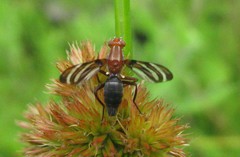 Tritoxa incurva