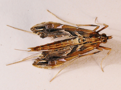 Lineodes elcodes