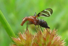 Tritoxa incurva