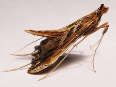 Lineodes elcodes
