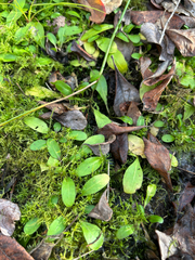 Mazus novaezeelandiae