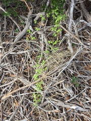 Puccinia myrsiphylli
