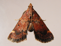 Hypsopygia phoezalis