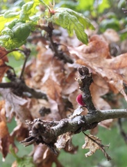 Disholcaspis simulata