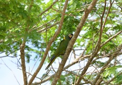 Primolius auricollis