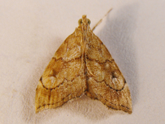 Scybalistodes periculosalis