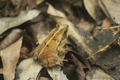 Incilius canaliferus