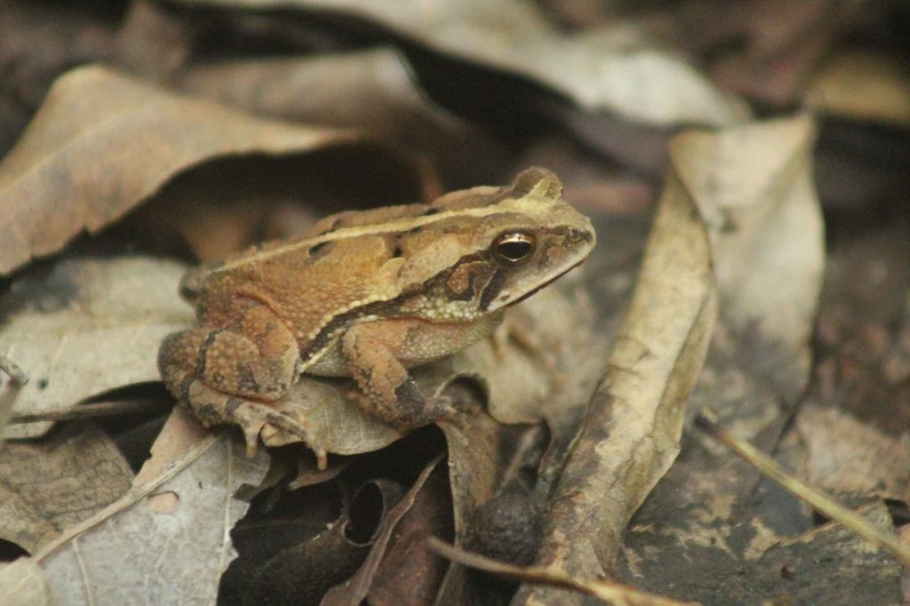 Dwarf Toad
