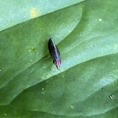 Cephaloconus tenebrosus