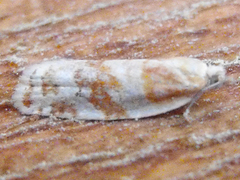 Argyrotaenia paiuteana