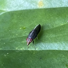 Cephaloconus tenebrosus