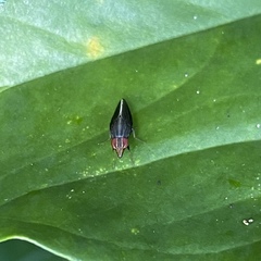 Cephaloconus tenebrosus