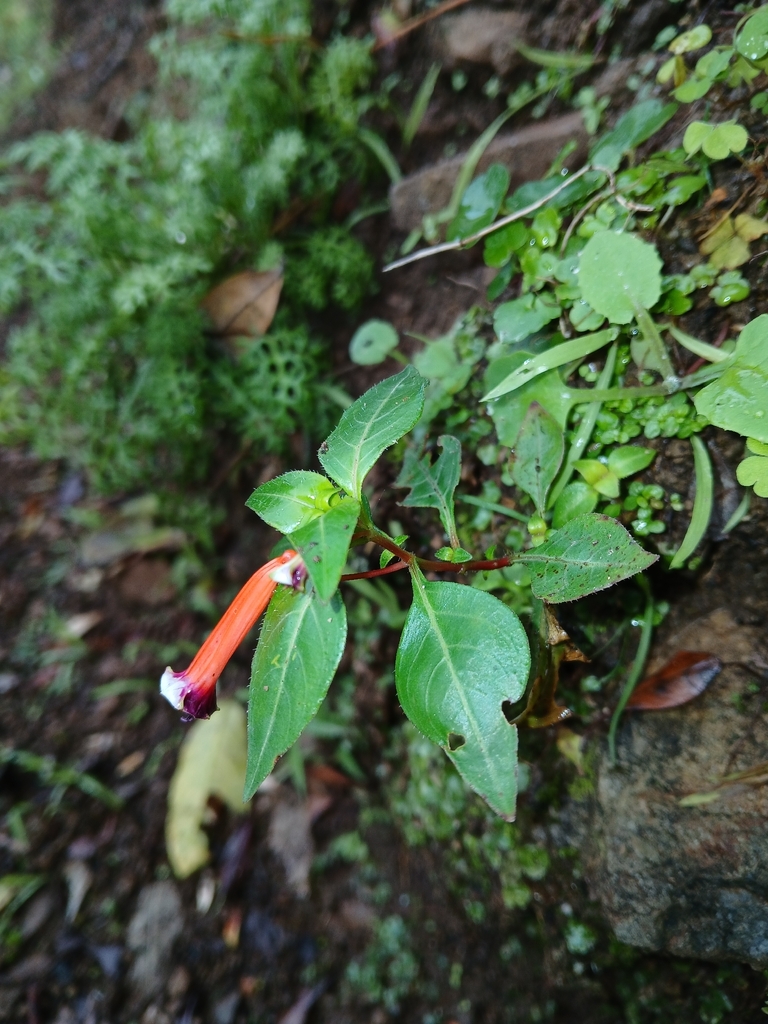 Kim tiền ớt – Cuphea ignea