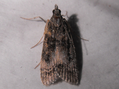 Eudonia torniplagalis