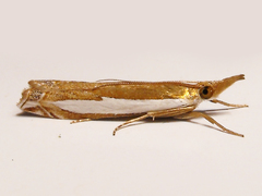 Crambus sperryellus
