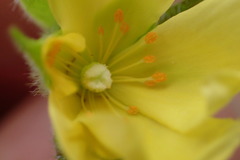 Crocanthemum carolinianum