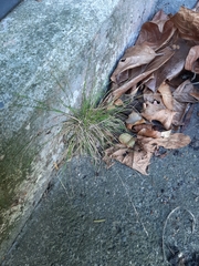 Poa imbecilla