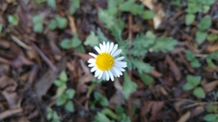 Erigeron dryophyllus
